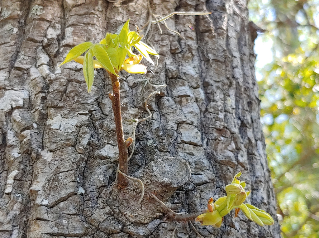 mockernut hickory form in spring brunswick park skdavidson