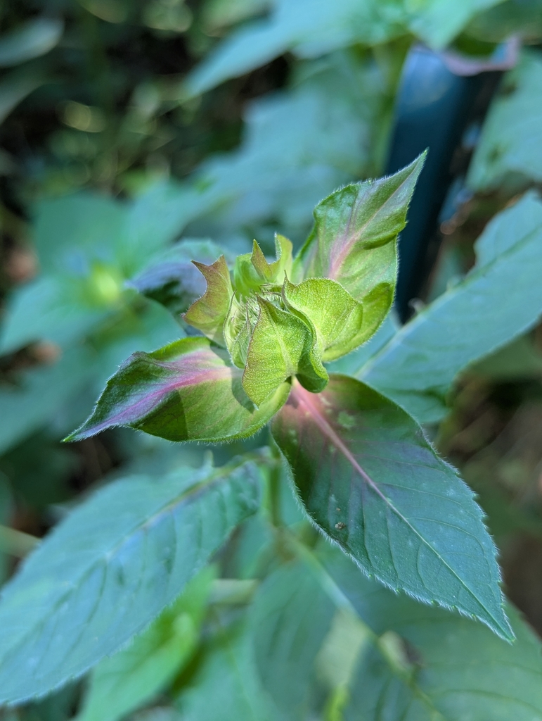 Closeup of Monarda didyma bud green tinged with purple