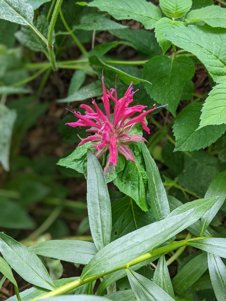 Cluster of pink, tubular, 2-lipped flowers.