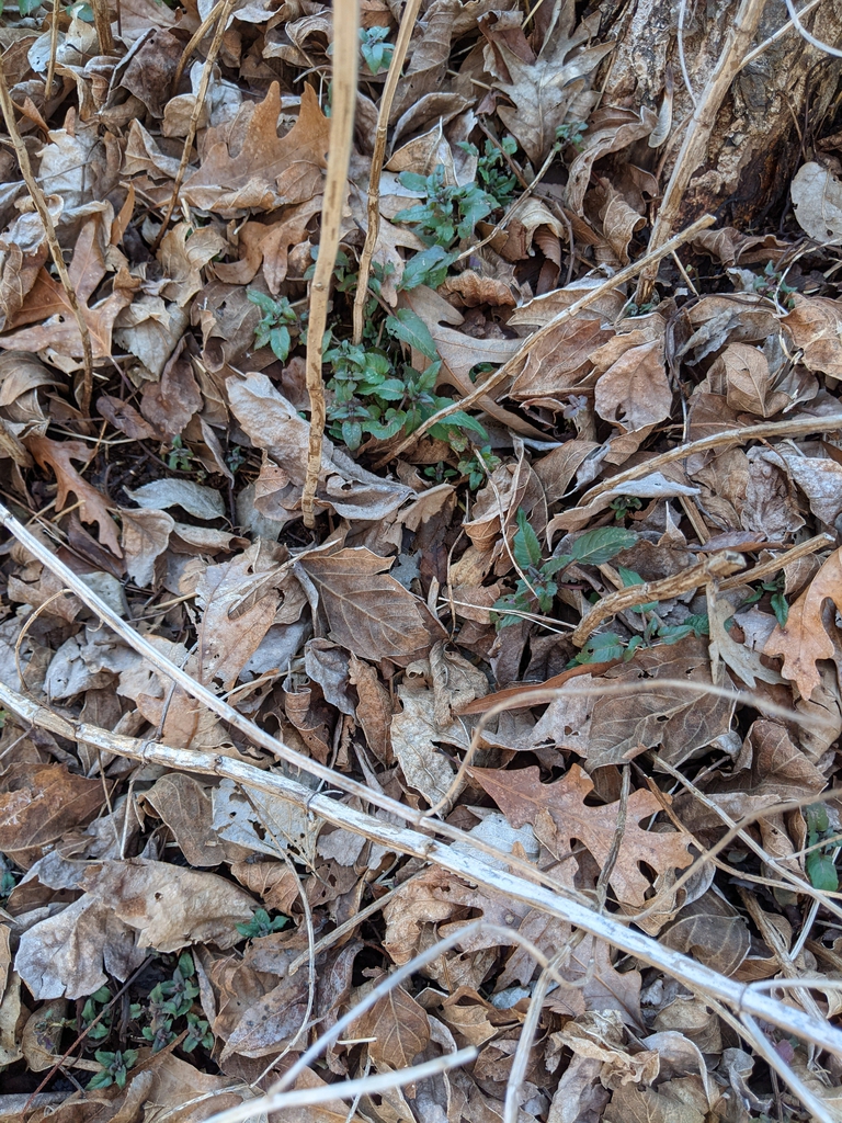 leafy shoots emerging from leaf litter.