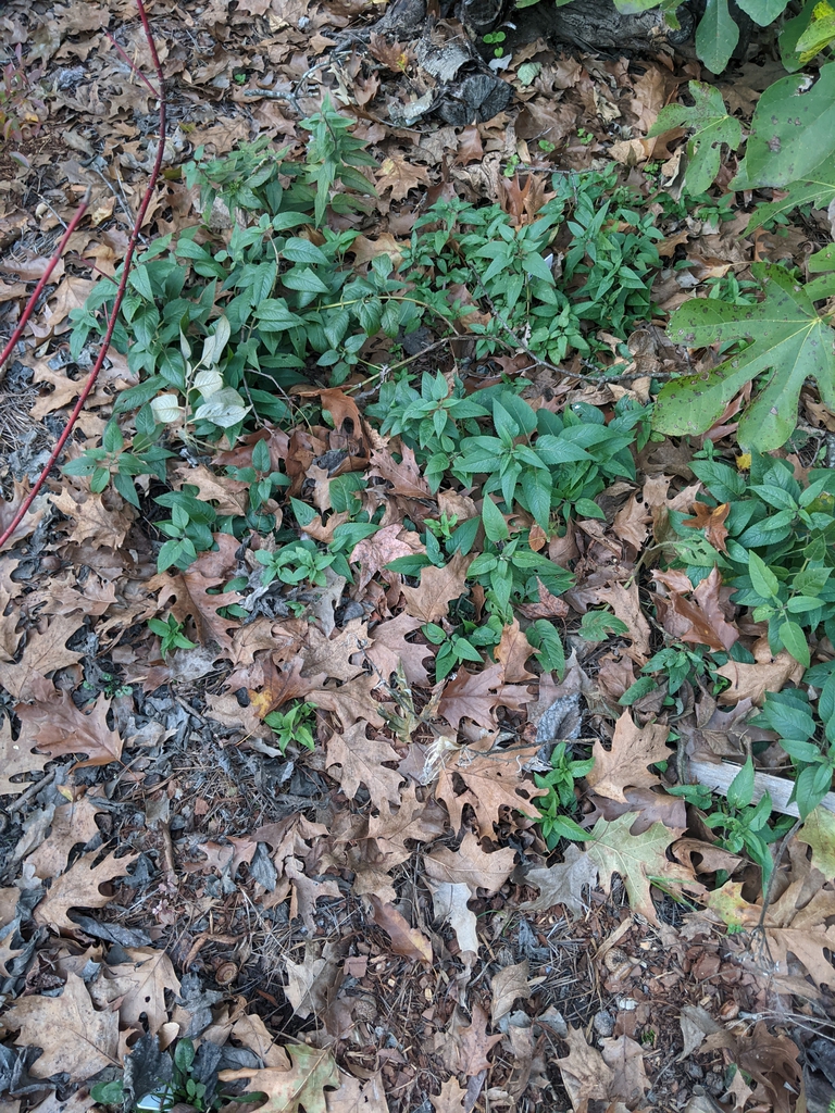 leafy shoots emerging from leaf litter.
