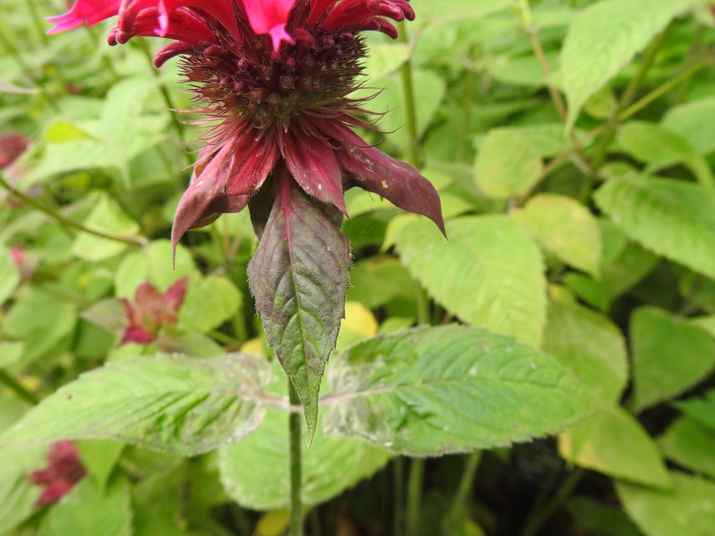 Close-up of the reddish bracts below the flowers.