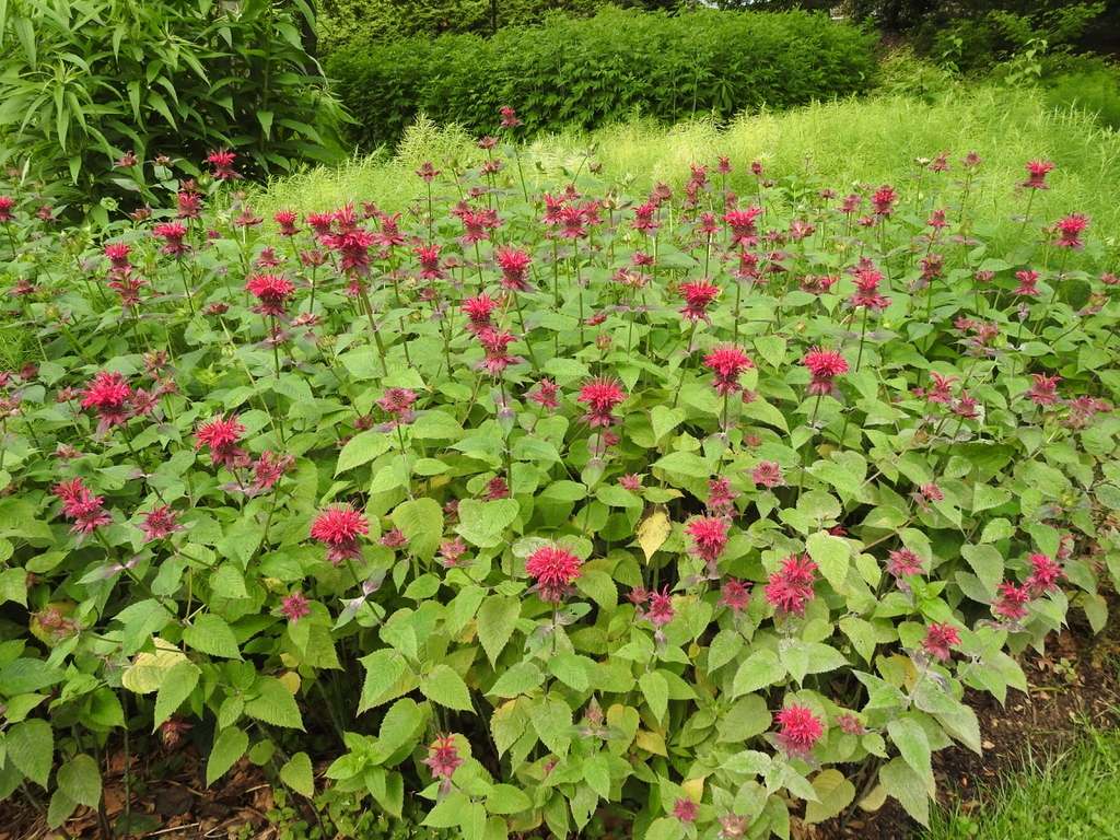 A mass planting of erect stems & clusters of red tubular flowers