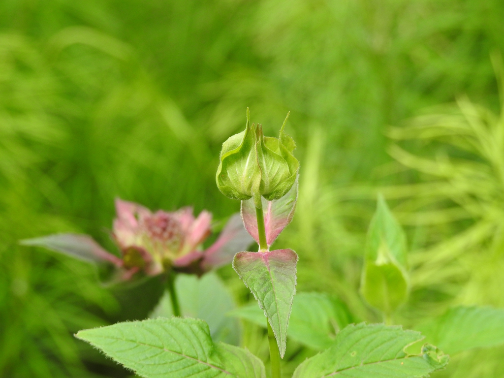 Monarda 'Raspberry Wine' new leaves