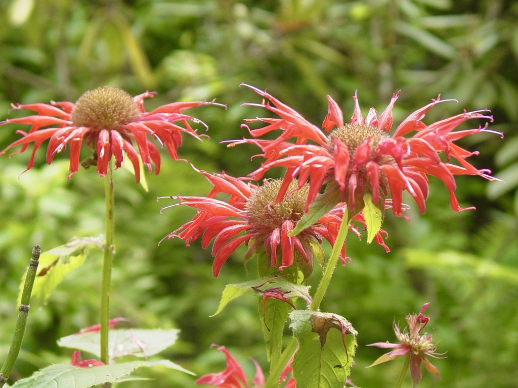 Erect leafy shoots with terminal clusters of red flowers.