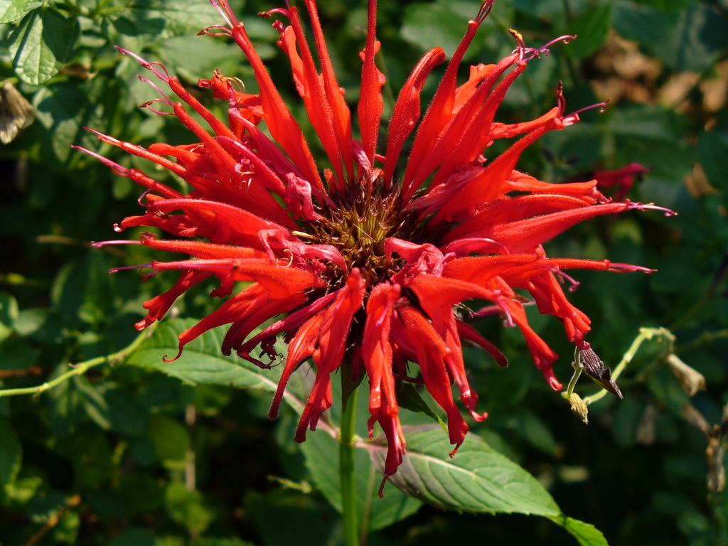 Cluster of red, tubular, 2-lipped flowers.