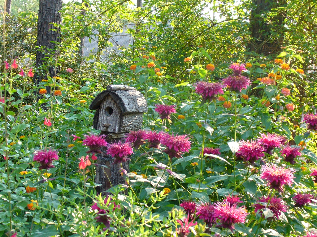 plant with Lantana camara 'Miss Huff' in summer in Moore County