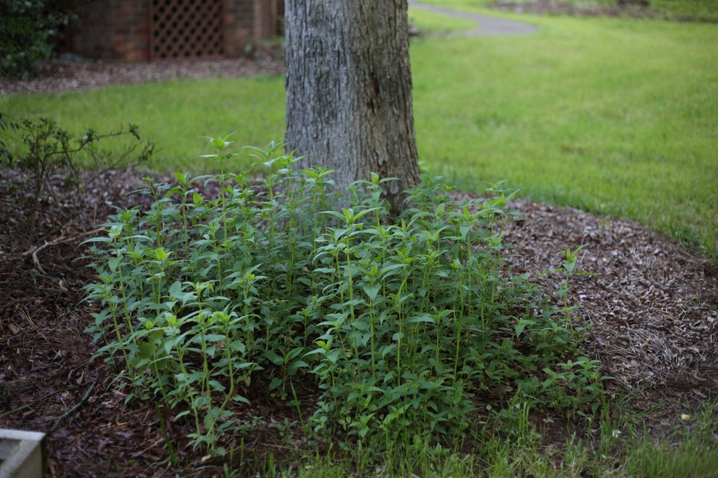 Plant at the base of a tree. Erect shoots with opposite leaves.