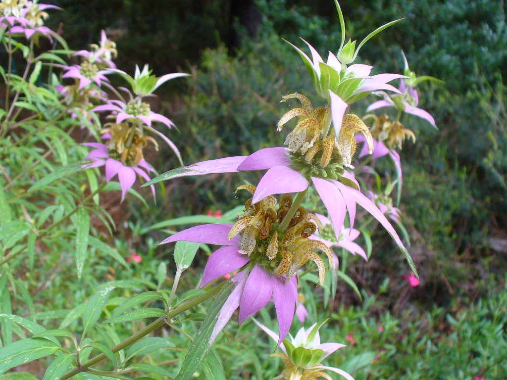 pink bracts subtending pale yellow, violet-speckled flowers.