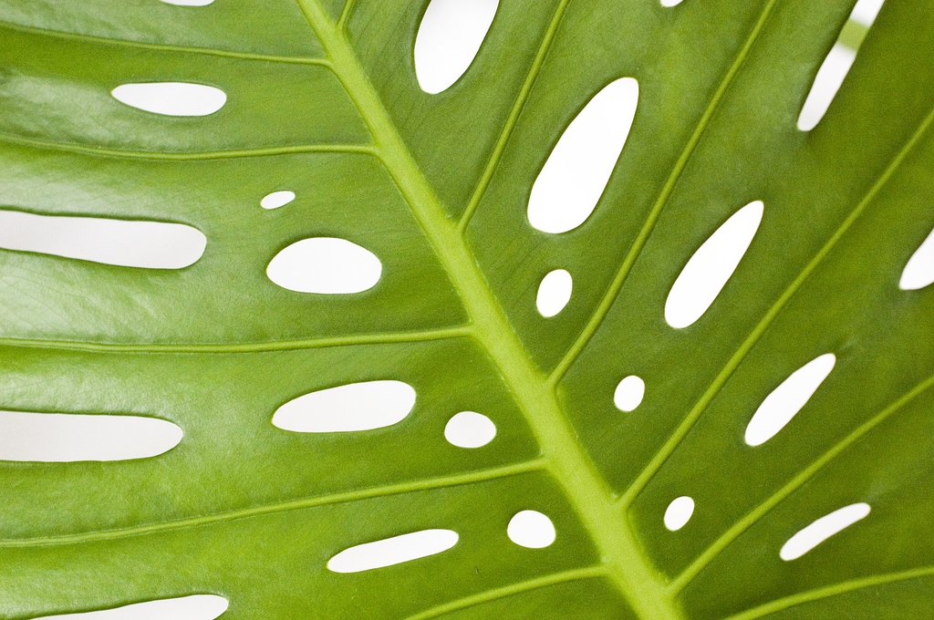 Back of leaf