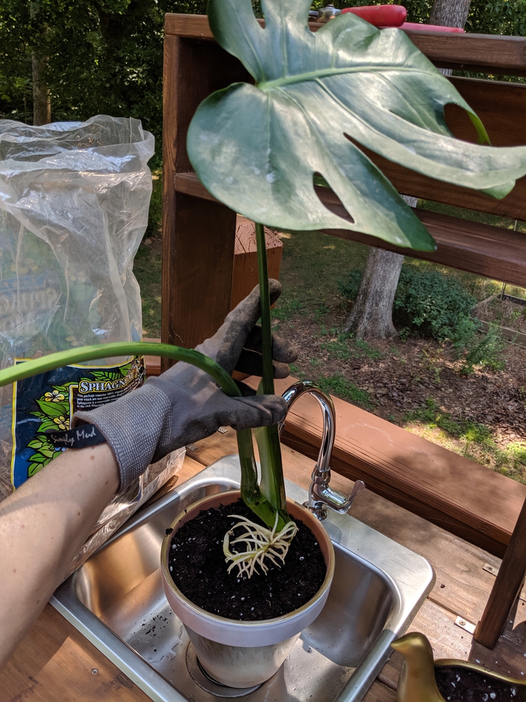 Monstera deliciosa
