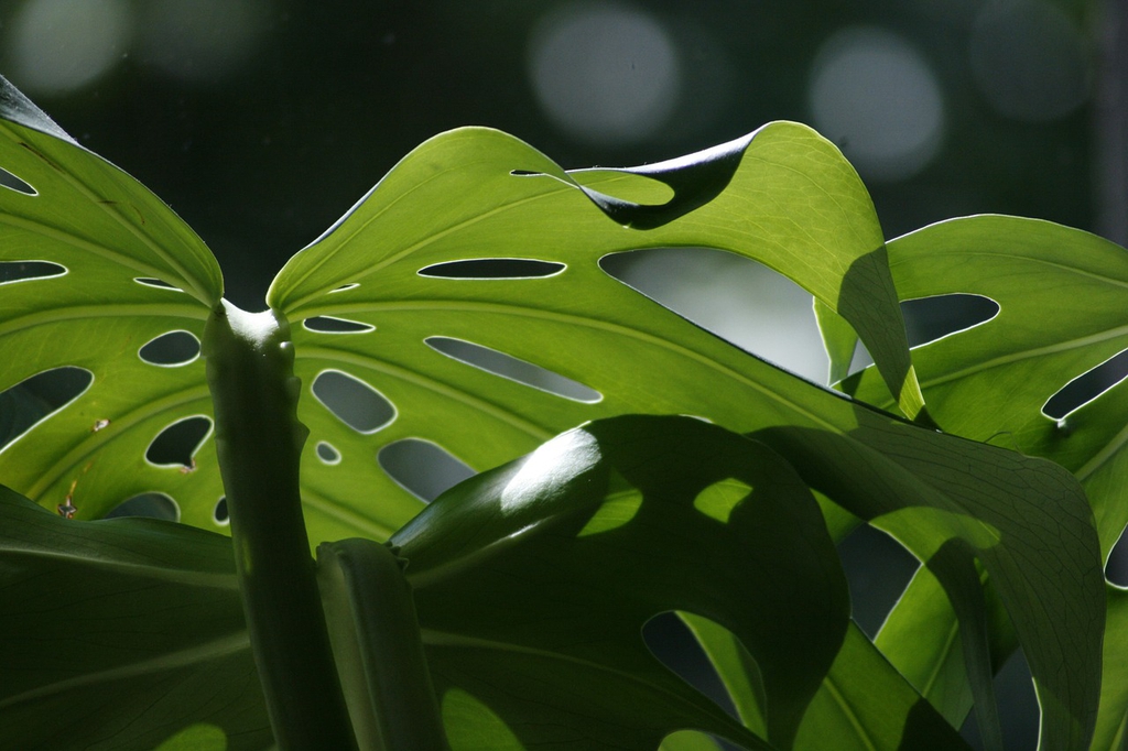 Leaf attachment