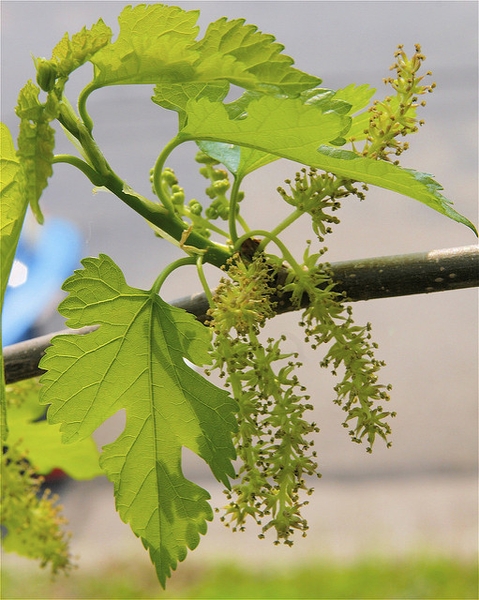 Morus rubra