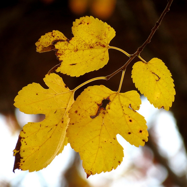 Morus rubra