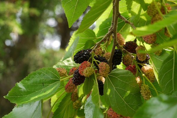 Morus rubra