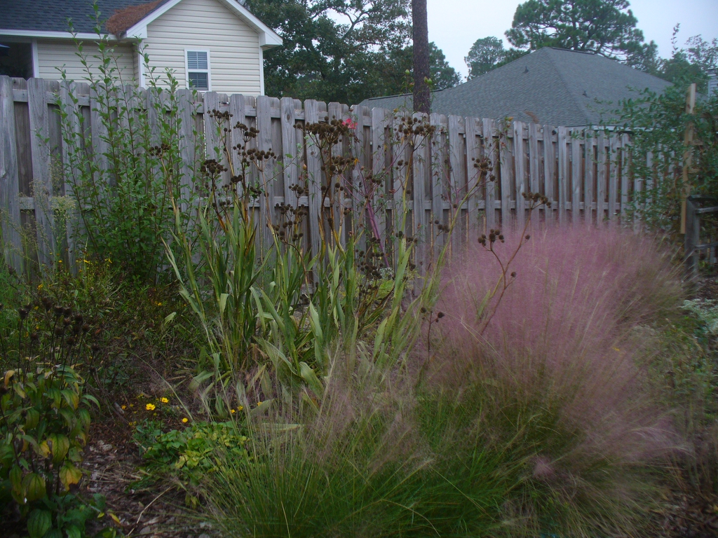 Muhlenbergia capillaries with Eryngium yuccifolium in fall in Mo