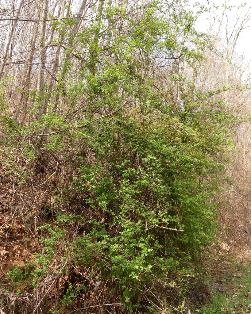 Rosa multiflora