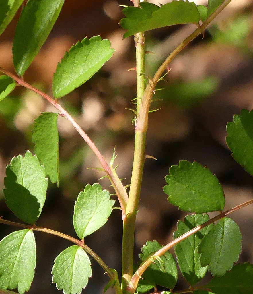Rosa multiflora