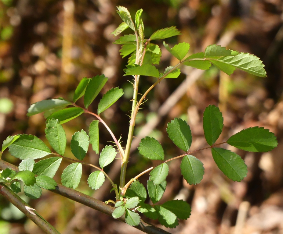 Rosa multiflora