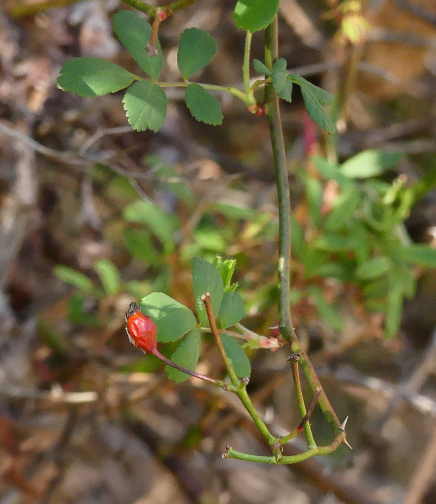 Rosa multiflora