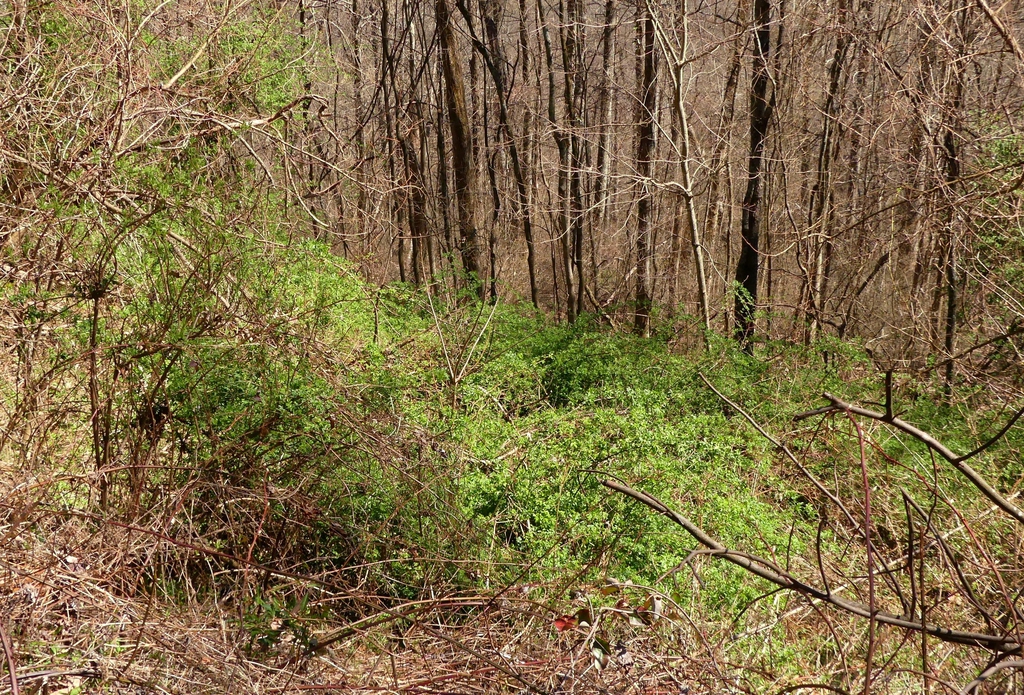 Rosa multiflora