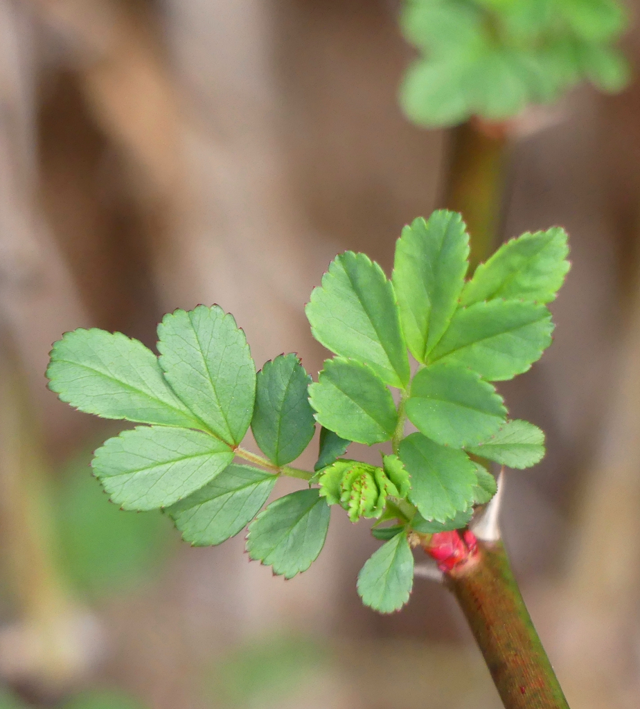 Rosa multiflora