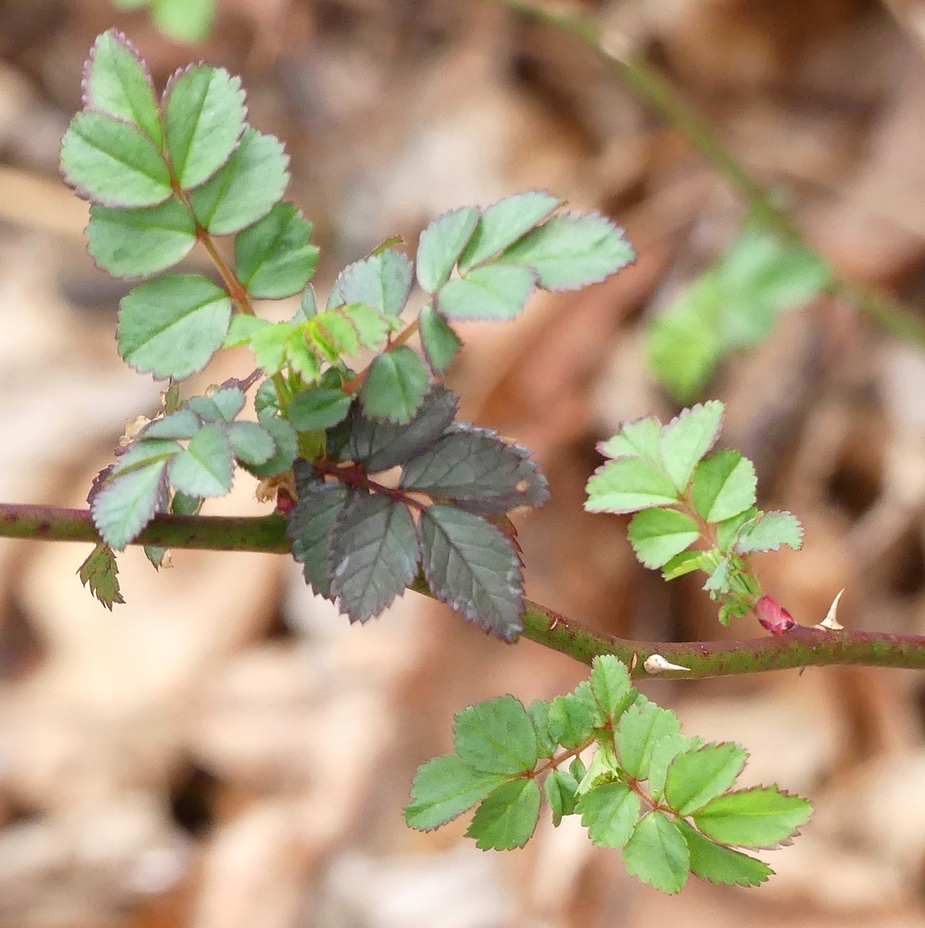 Rosa multiflora