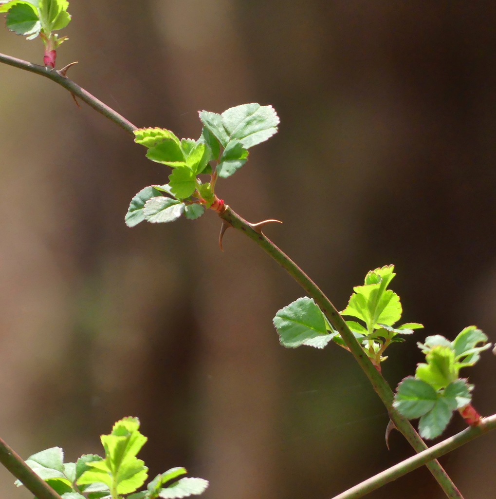 Rosa multiflora