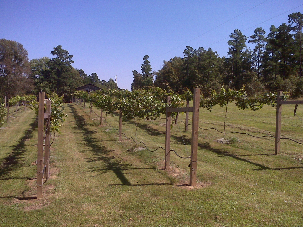 Vineyard