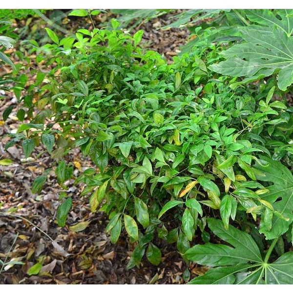 Nandina domestica 'Fire Power'