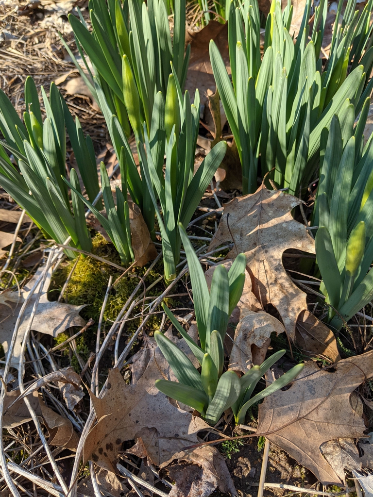 Narcissus
