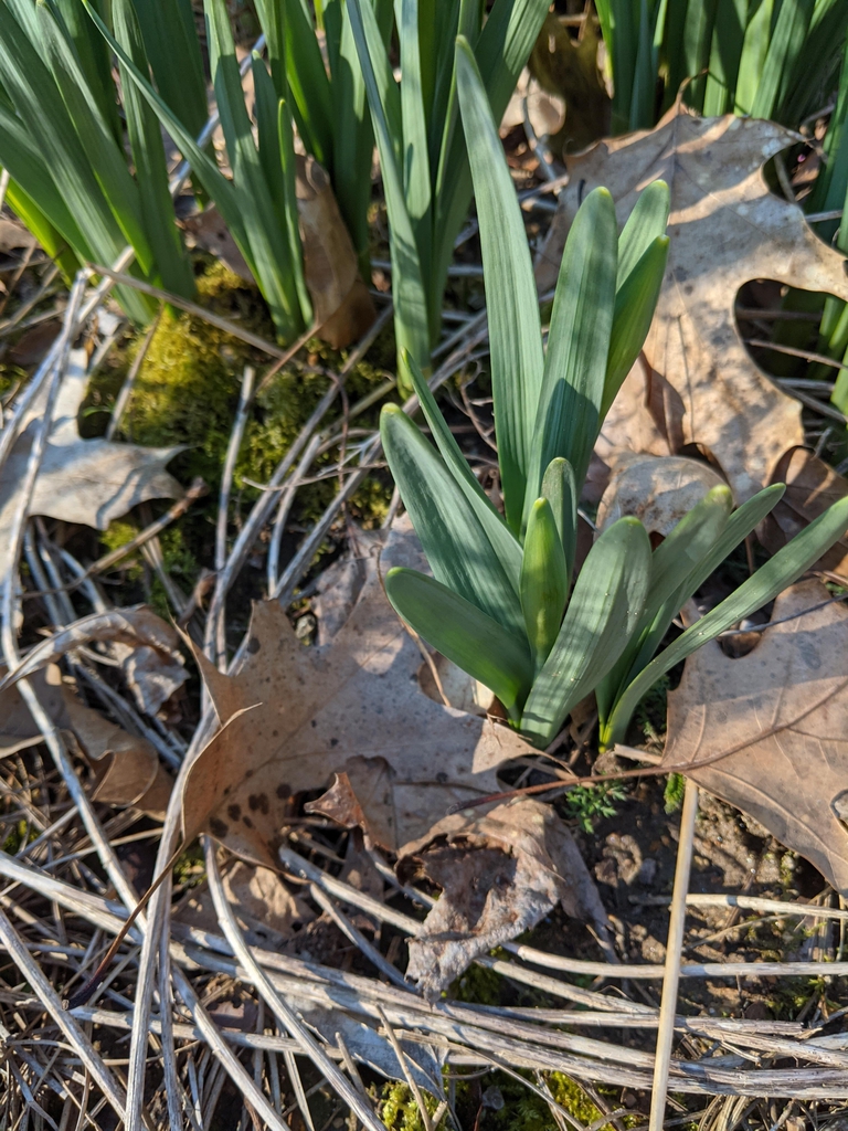 Narcissus
