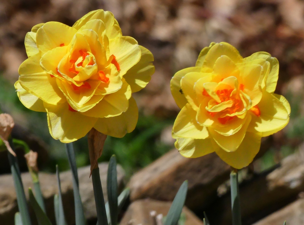 'Tahiti' - March 29 - Haywood Co. - NC
