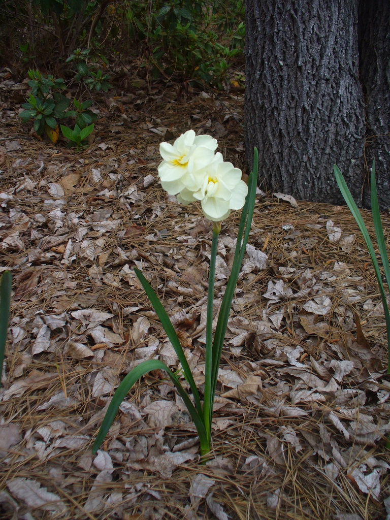 Daffodil with double leaf in early spring