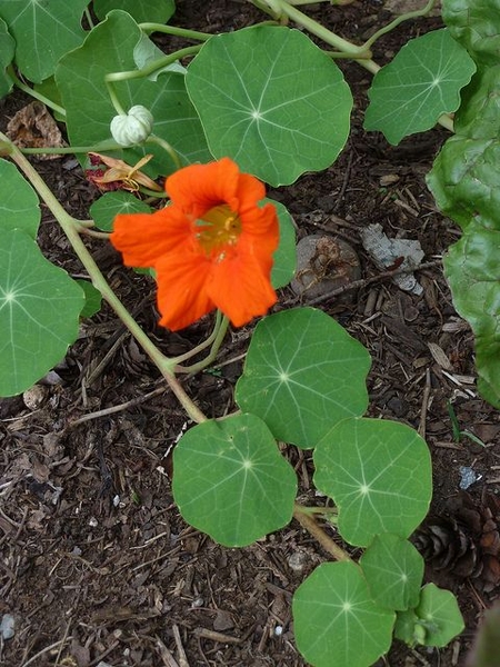 Tropaeolum majus