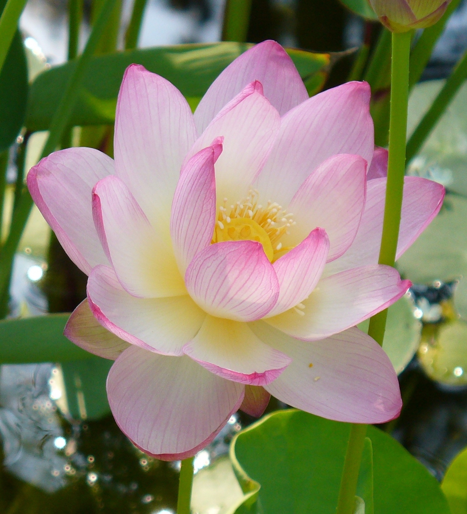 Nelumbo nucifera in summer in Moore County