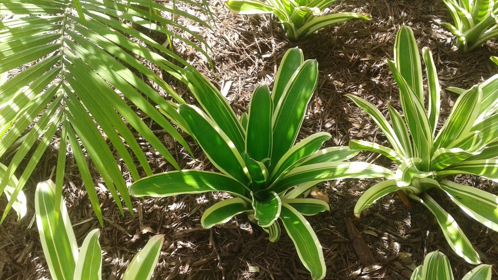 rosette of green leaves with marginal white stripes.