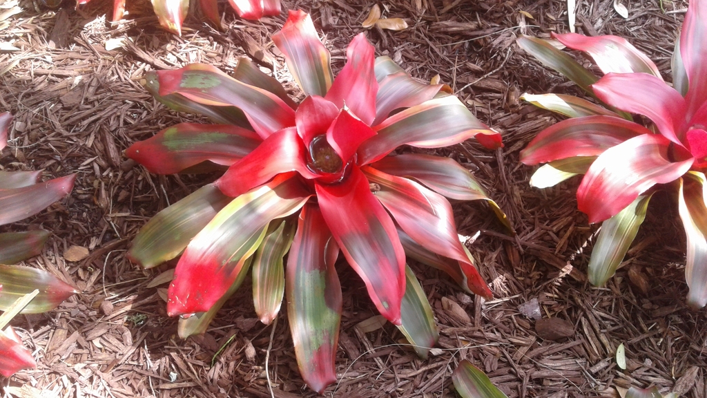 Rosette of red, strappy leaves.