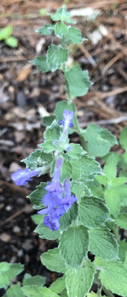 Nepeta