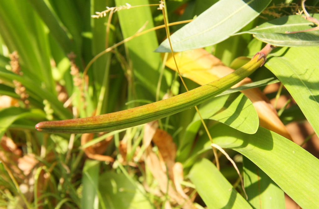 Long, narrow follicle; base enclosed by the sepals.
