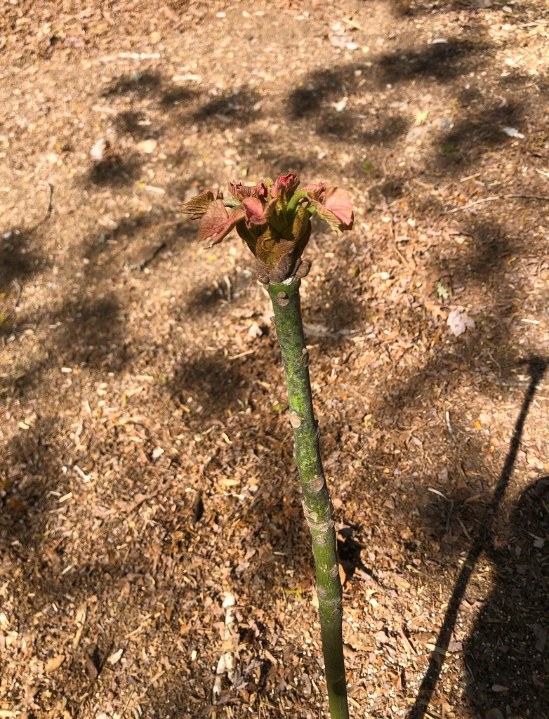 Green bark with emerging red leaves