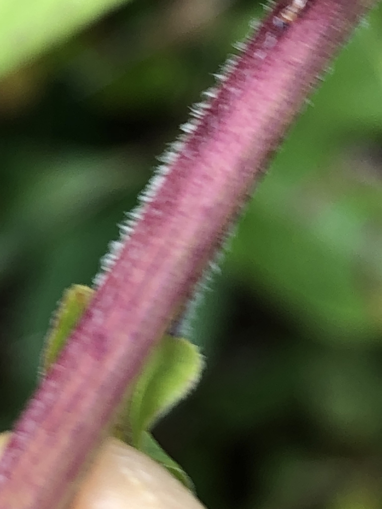 Stem closeup
