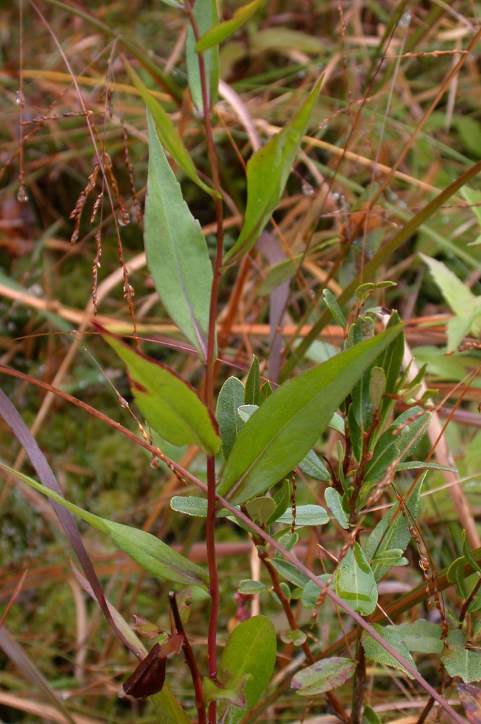 Clasping leaves