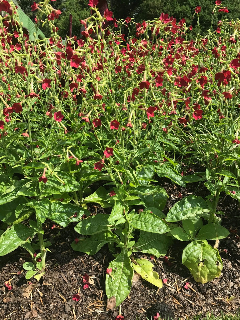 Nicotiana alata