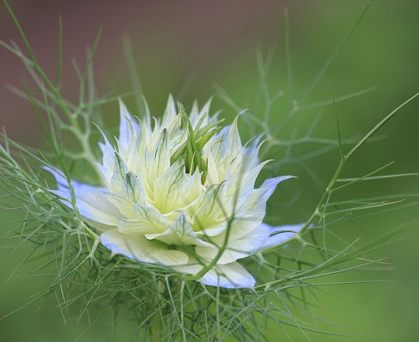 nigella damascena