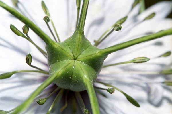 nigella damascena