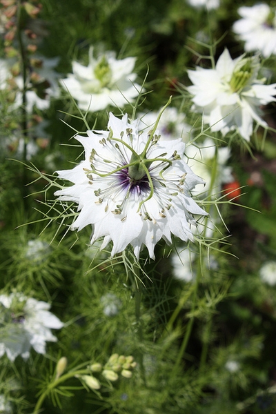 nigella damascena