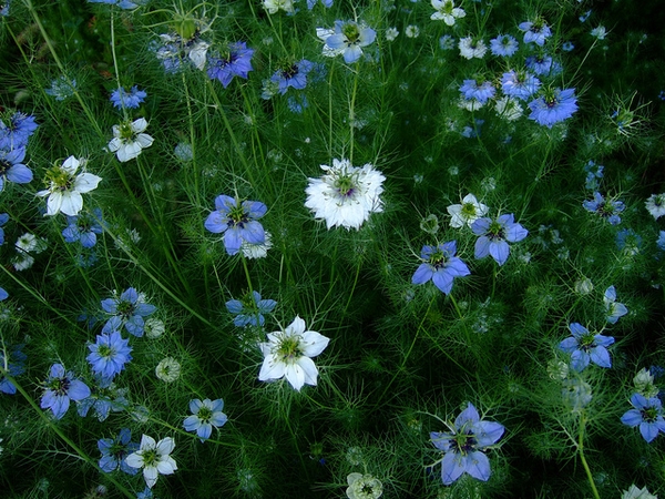 nigella damascena