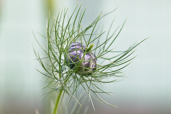 nigella damascena