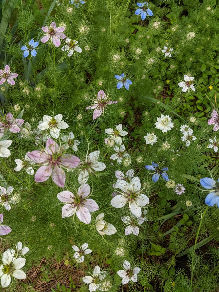 Form and Flowers May 2021